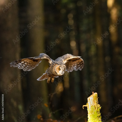 Long eared owl, Asio Otus, in Bohemian Moravian Highlands.