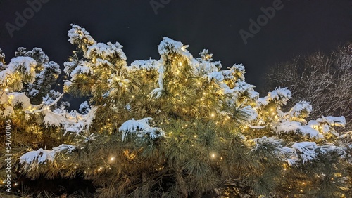 christmas tree under the snow with burning festive lights
 photo