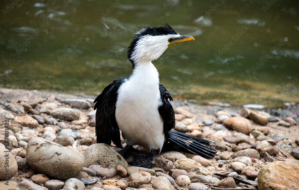 Fototapeta premium Little Pied Cormorant (Microcarbo melanoleucos)