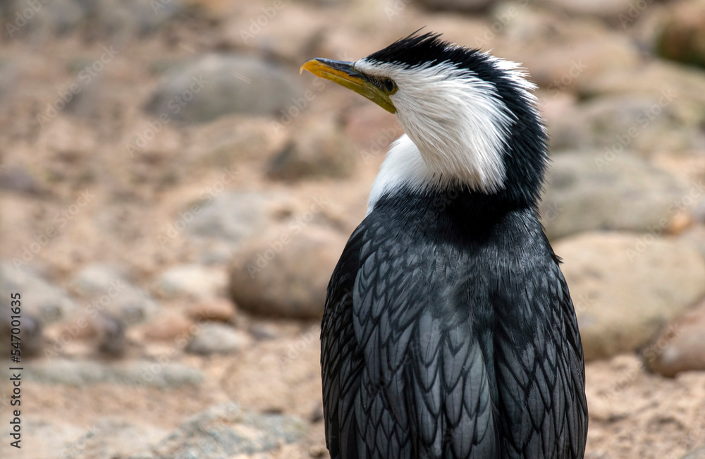 Fototapeta premium Little Pied Cormorant (Microcarbo melanoleucos)