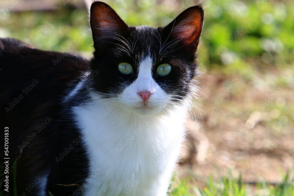 The domestic cat is a mammal of the cat family of the carnivora order.