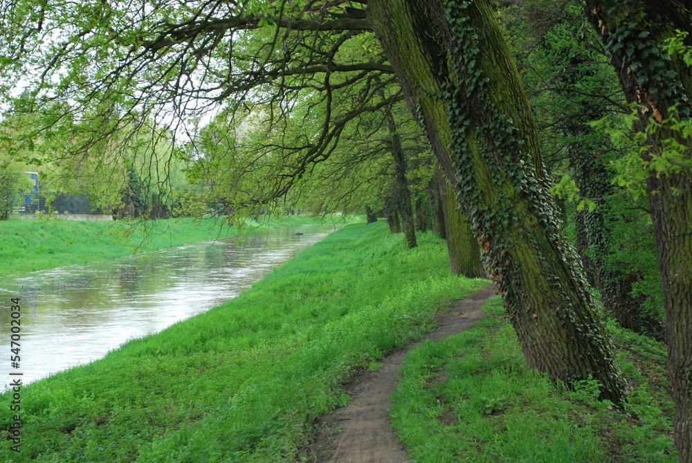Fototapeta premium river and embankments and the edge of a deciduous forest