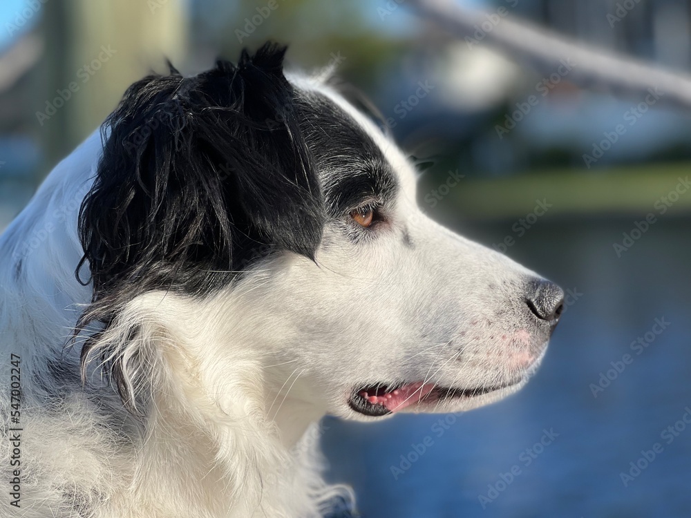 profile of white dog