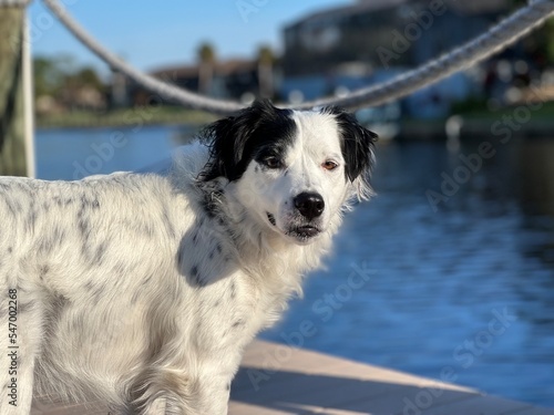 portrait of dog on dock