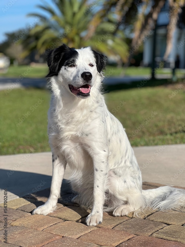 border collie dog border collie dog