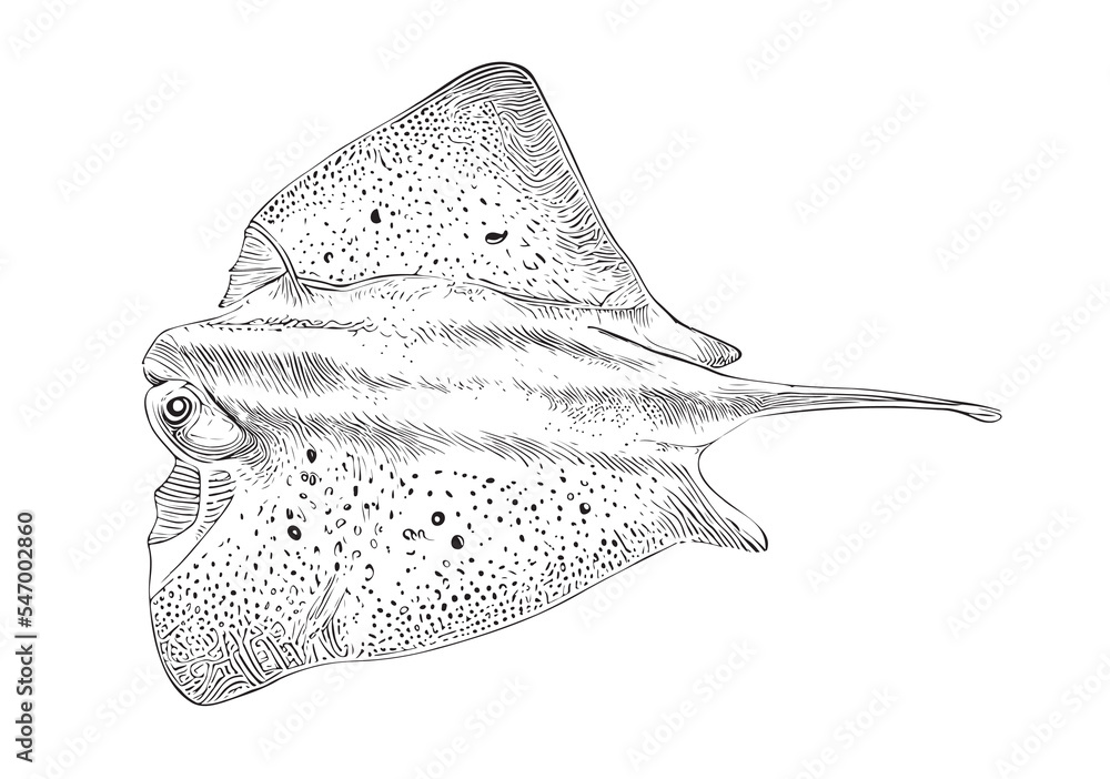 Stingray fish hand drawn sketch Marine animals Vector illustration - obrazy, fototapety, plakaty 