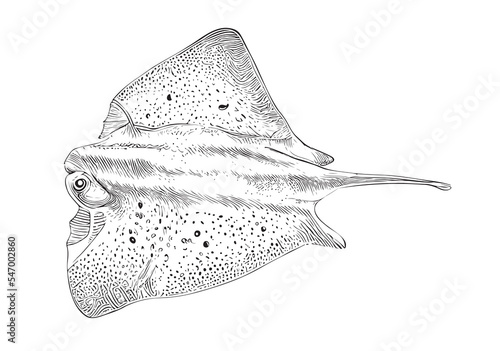 Stingray fish hand drawn sketch Marine animals Vector illustration