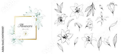 Set of luxury lily flowers and logo. Trendy botanical elements. Hand drawn line leaves branches and blooming. Wedding elegant wildflowers for invitation save the date card. Vector