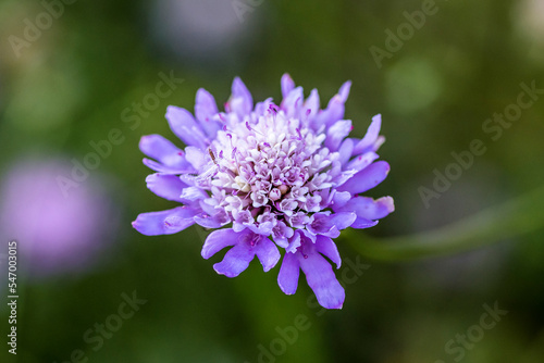 Macro of a beautiful flower