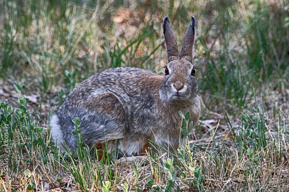 Curious Mountain Cottontail Curious Mountain Cottontail