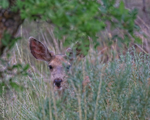 Fototapeta Naklejka Na Ścianę i Meble -  Young buck peeking through the brush
