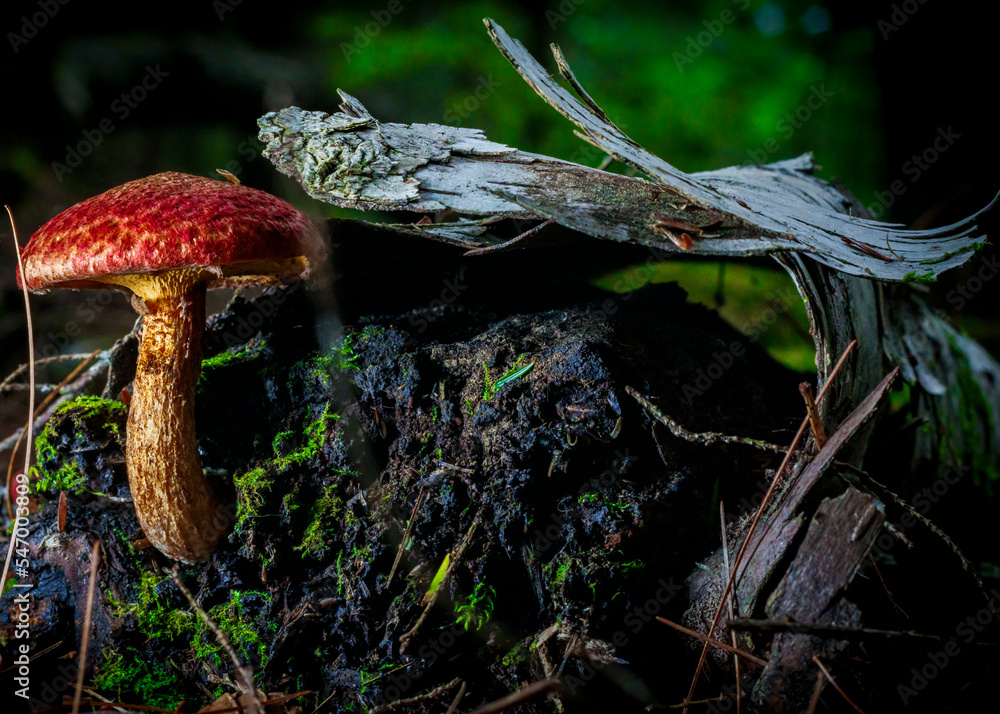 Fototapeta premium Mushroom House 