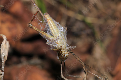 natural tetragnatha extensa spider macro photo