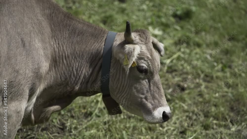 Brown cow shakes her head rejecting the food the human offers her Brown cow shakes her head rejecting the food the human offers her