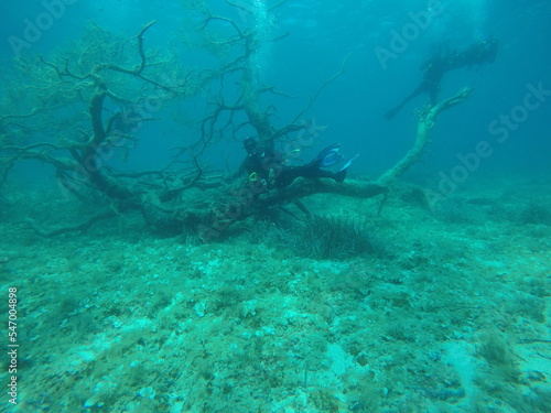 Underwater tree