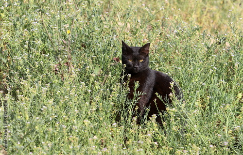 The domestic cat is a mammal of the cat family of the carnivora order.