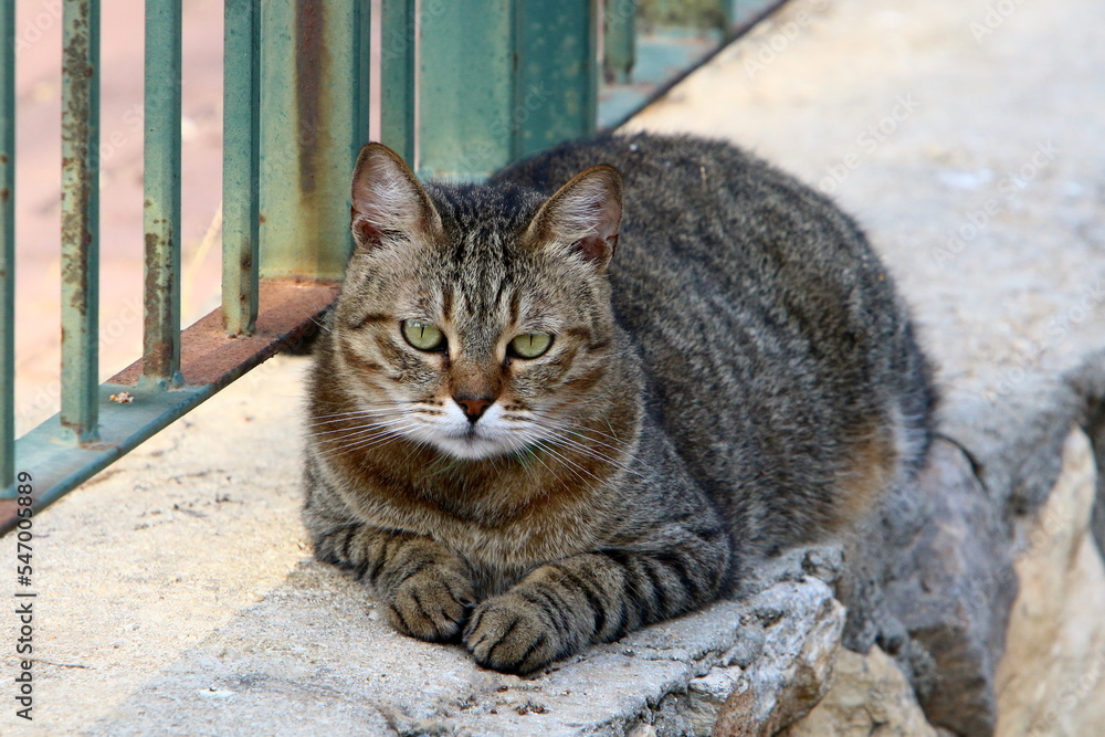 The domestic cat is a mammal of the cat family of the carnivora order. The domestic cat is a mammal of the cat family of the carnivora order.