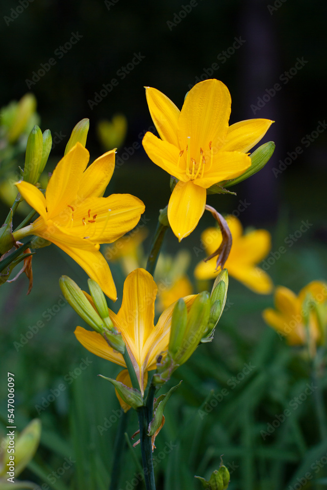 Flower yellow Lily blossom on bush in summer park Flower yellow Lily blossom on bush in summer park