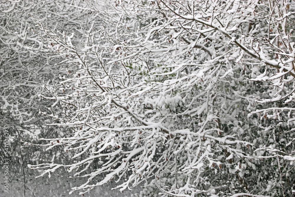 Obraz premium Snow on a tree in winter 