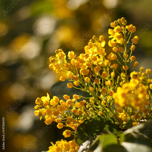 Mahonia repens yellow beautiful honey tree blooms in the garden photo