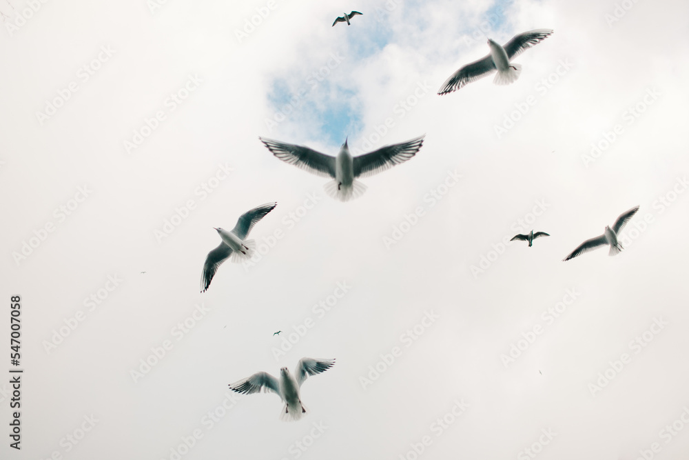 Obraz premium Mewy na niebie w Kołobrzegu. 