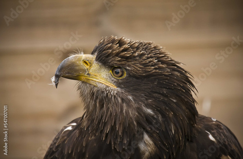 portrait of a golden eagle looking left
