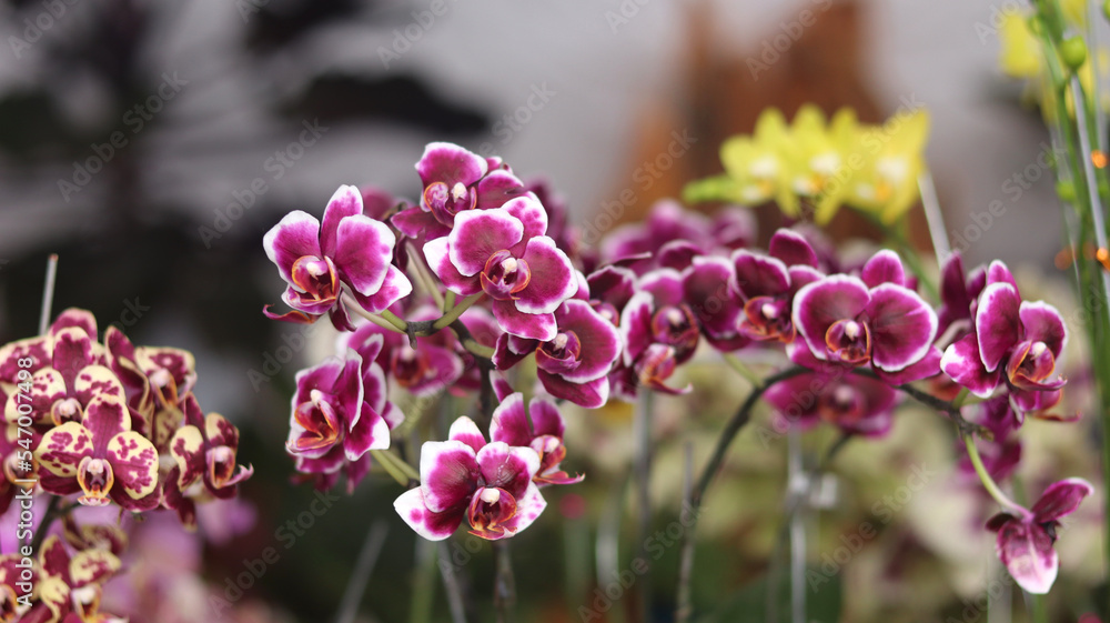 orchid flower collection bloom beautifully. Yellow purple Phalaenopsis or Ngengat dendrobium Orchid. Anggrek in the . clay pot for sell. orchid flower collection bloom beautifully. Yellow purple Phalaenopsis or Ngengat dendrobium Orchid. Anggrek in the . clay pot for sell.