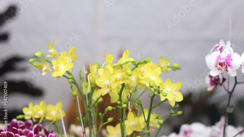 orchid flower collection bloom beautifully. Yellow purple Phalaenopsis or Ngengat dendrobium Orchid. Anggrek in the . clay pot for sell.  photo