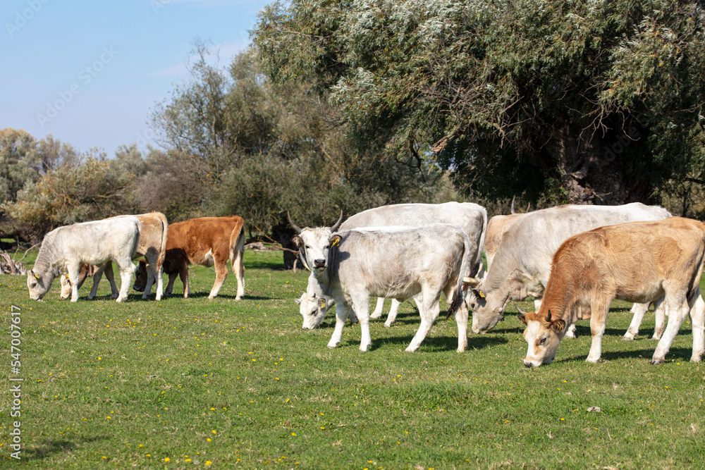 Cows grazing on pasture. Free range farming. Agriculture, Ecology and Environmental Protection Cows grazing on pasture. Free range farming. Agriculture, Ecology and Environmental Protection