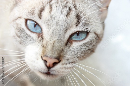 Gatita Ojos Celestes