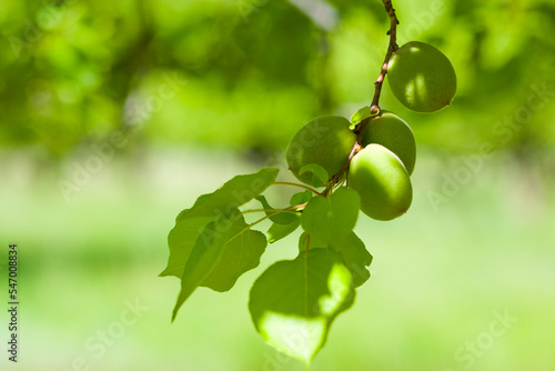 Green apricots hang on a branch ripening in an orchard