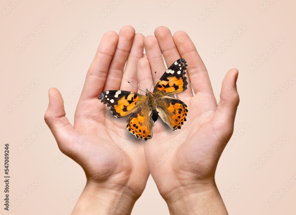 Young hands with beautiful wild butterfly. Young hands with beautiful wild butterfly.