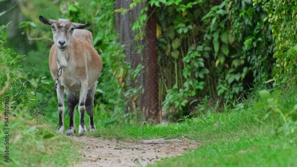 Goat eating grass on a field at village countryside. Funny white goat on chain grazing on a pasture on road outdoors in summer day Goat eating grass on a field at village countryside. Funny white goat on chain grazing on a pasture on road outdoors in summer day