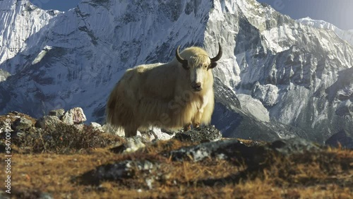 Majestic white yak against the backdrop of snowy mountains in Nepal. Gimbal shot of yak animal basking in the sun on the Everest base camp trail, Nepal