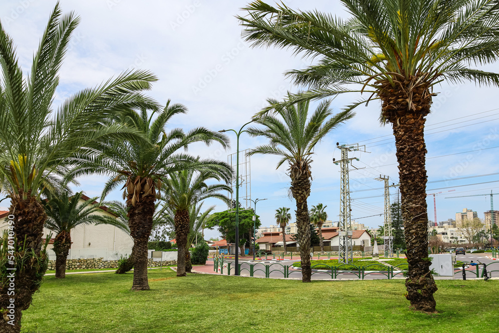 View of beautiful palm trees in city park View of beautiful palm trees in city park