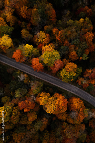Path through Beautiful Autumn Trees © Carl