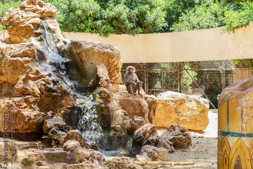Cute baboon near waterfall ...