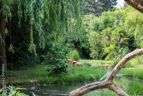 Beautiful flamingos in gree...