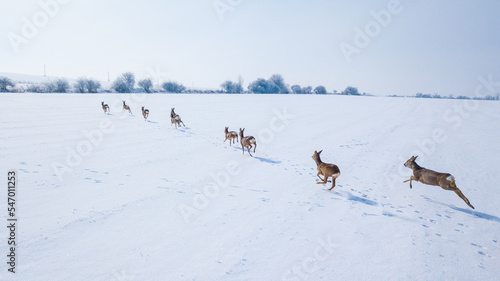 Aerial view of a herd of roe deer in winter. Beautiful wildlife scenery of running roe deer in snowy landscape. West Bohemia in Czech republic, European union.