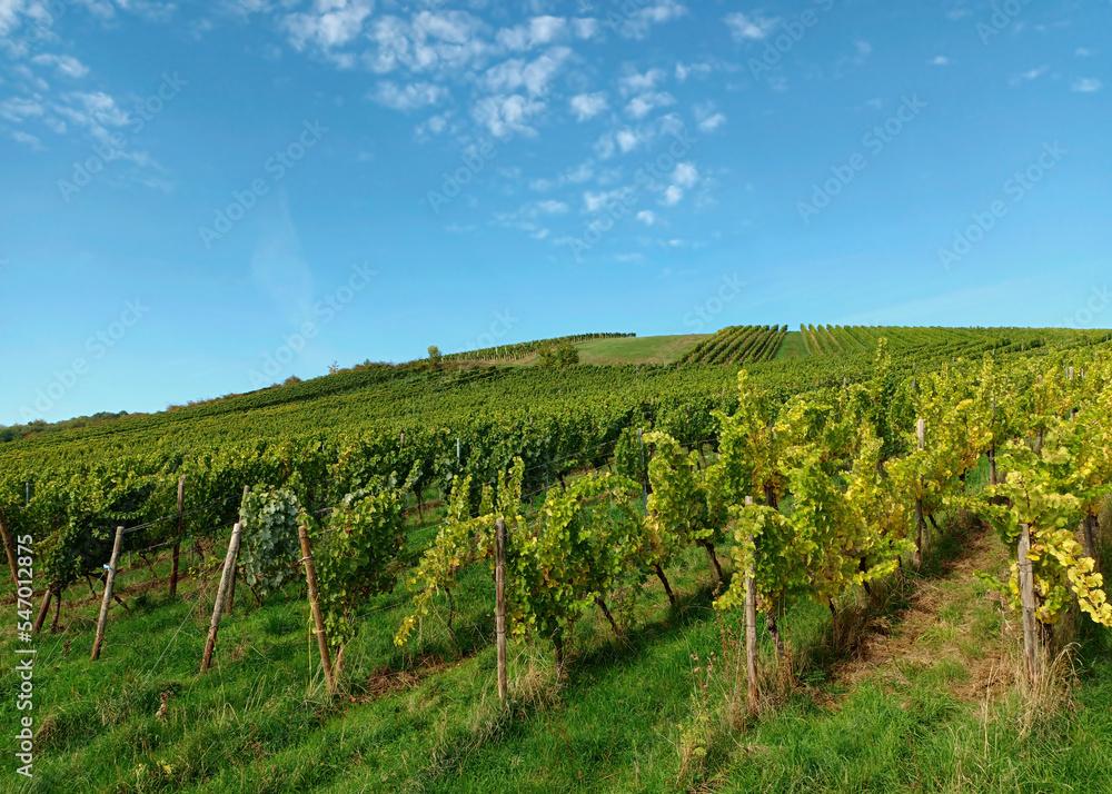Obraz premium Weinberg in der Nahe-Region im Herbst bei Wallhausen auf dem Premium-Wanderweg Vitaltour Stein, Wein & Farbe im Landkreis Bad Kreuznach in der Nahe-Region von Rheinland-Pfalz.