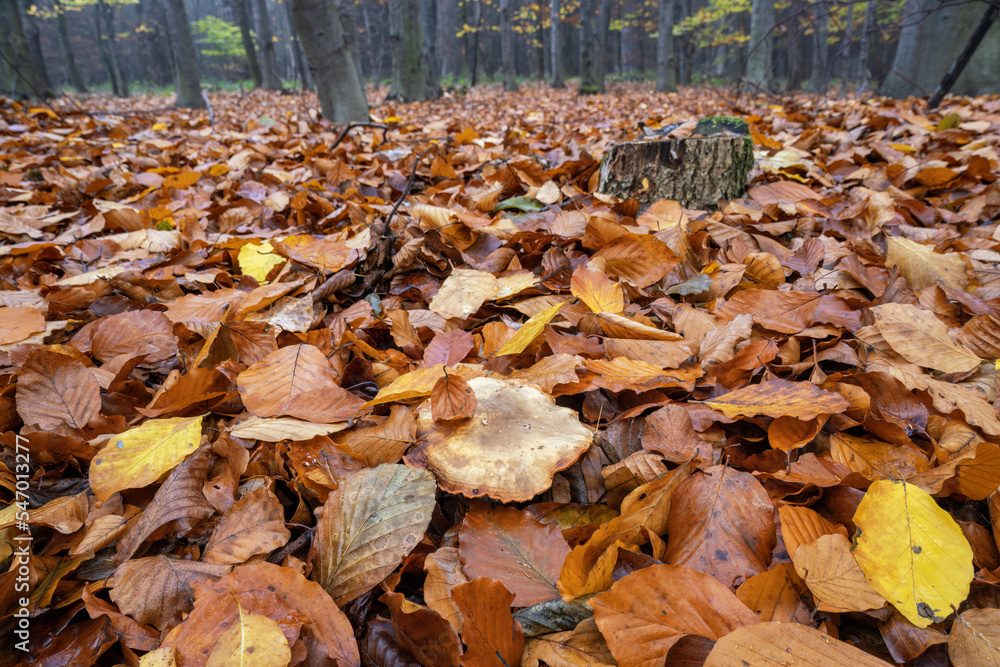 Inedible mushroom in the forest in autumn leaves. Inedible mushroom in the forest in autumn leaves.