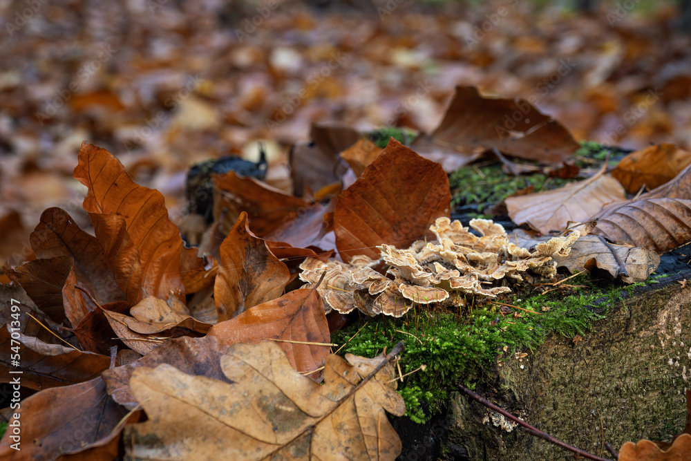 Inedible mushroom in the forest in autumn leaves. Inedible mushroom in the forest in autumn leaves.