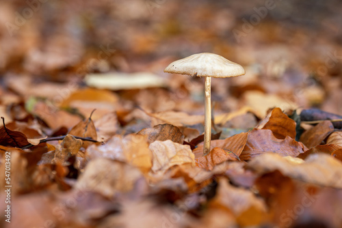 Inedible mushroom in the forest in autumn leaves.