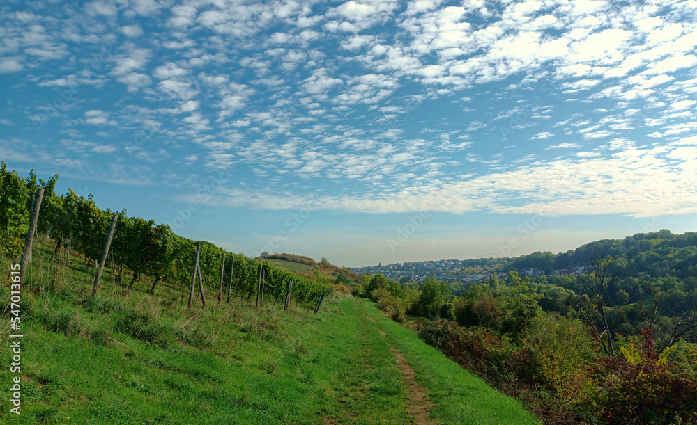 Weinberge in der Nahe-Region im Herbst bei Wallhausen auf dem Premium-Wanderweg Vitaltour Stein, Wein & Farbe im Landkreis Bad Kreuznach in der Nahe-Region von Rheinland-Pfalz.