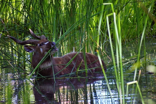 Beautiful Sitatunga in water with fresh green grass photo