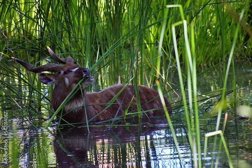 Photos Beautiful Sitatunga in water with fresh green grass