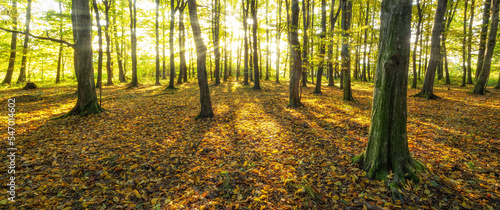 Rays of the rising sun in a hornbeam forest in autumn. photo