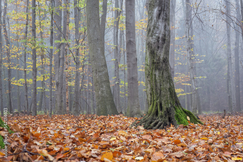 A hornbeam trunk in a forest with fallen leaves and fog. photo