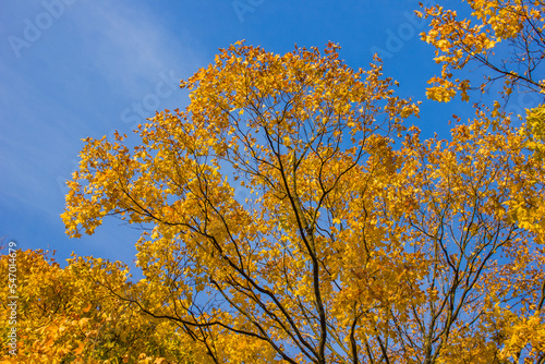 crowns of maple trees with yellow foliage brightly lit by the sun against a bright blue sky in autumn in Ukraine in Europe