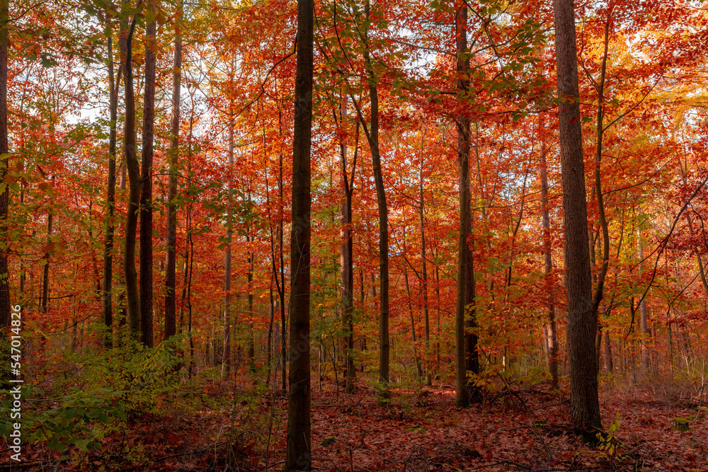 Fototapeta premium Beautiful Autumn forest in countryside of Netherlands, Yellow, Orange and green leaves on the trees, Colourful wood in fall season with red brown leaves fallen on the ground, Nature background.